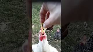 TIMELAPSE bouncing aggressive chicken attacks