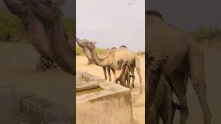 #camel #animals #comedy #thar #viralvideo