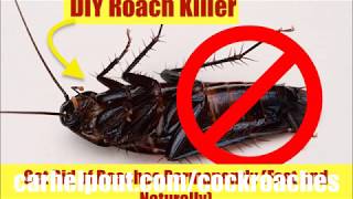 How To Get Rid of Roaches Instant Fast in Your Car Best Way To Remove Cockroach Killer Bait Powder