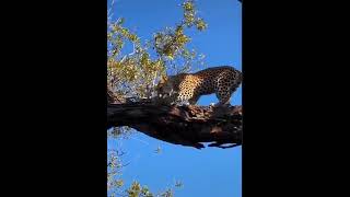 O Incrível Leopardo Escalando nas Árvores