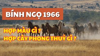 Tuổi BÍNH NGỌ 1966 hợp MÀU GÌ và CÂY PHONG THUỶ GÌ để mang lại tài lộc may mắn