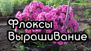 Флоксы многолетние  - размножение, выращивание и посадка флоксов многолетних