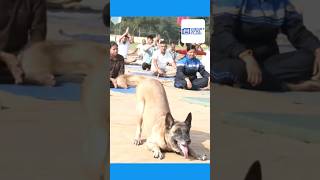 Canine member of the dog unit performs Yoga at Pranu Camp in Udhampur, J&K #dogs #yogaday #shorts