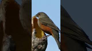 canto de  sabiá laranjeira flauteado