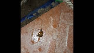 Baby Snail 🐌 #nature #beach #trending #tiktok #comedy #live #music #memes #hi #tamil #trendingshorts