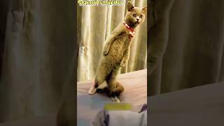 cats shocked 😳 funny cat dance 😂patli kamar😅😂 #cat #dancingcat #animaldance #youtubeshorts