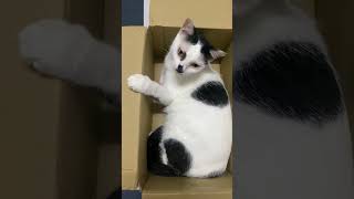 White Cat in the Box | Kucing Putih dalam Kotak #shorts