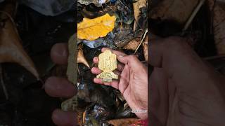 ❗Found Gold God Murti In Treasure Hunting With Simplex Plus #goldtreasure #treasurehunting #shorts