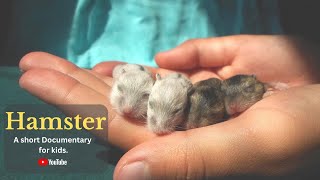 Hamster - A short Documentary for Kids  | All About Hamster for Kids: Hamster Video for Kids