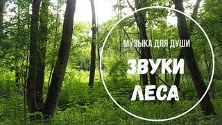 Расслабляющие звуки леса.Forest sounds.Для медитаций, расслабления, творчества. Музыка для младенцев