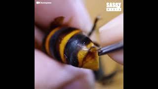 Removing a parasite from a hornet's ass #shorts #tiktok #animal #insect #asmr