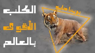 الكلب النمر البريسا مايو. صفاته و كل ما يخص السلالة! - R1E6