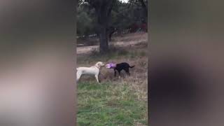 Funny Pet Videos 06