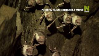 VIASAT NATURE - Tma: příroda v noci / The Dark Nature's Nighttime