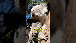 Are KOALAS Actually BEARS? 🐨 Animal Myths You Still Believe | Animal Misconceptions