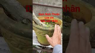 sam Ninh Thuận lủa zin dán văn nhân #caykiengquoccung #0979309131