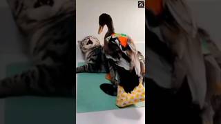 Kung Fu Cat Vs Aggressive Duck #shorts