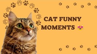 #gatas #funnycats ##virelyoutube #youtubevirel #funnycatslover #cats #catlover #lovercat #gatos