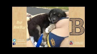 Funny Dog Walking On Two Legs Compilation 2017 - VideoStudio