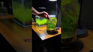 No filter jar aquarium ecosystem