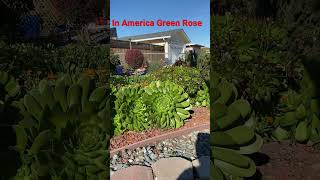 In America Green Rose