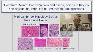 Peripheral Nerve- Schwann cells and axons, nerves in tissues and organs, neuronal struture and func