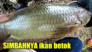 BETOK MONSTER SEMUA SAAT MANCING TURUN HUJAN || Mancing betok monster