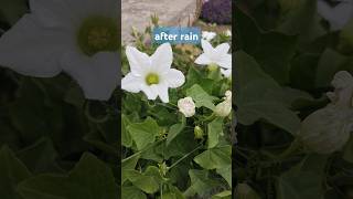 after the rain effect #the_home_botanist #shorts #shortsvideo #gardeningtips