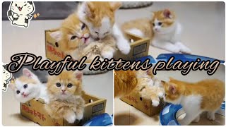 Pretty kittens playing video | Funny kittens playing | So cute🐱playful kittens playing (Part-2)