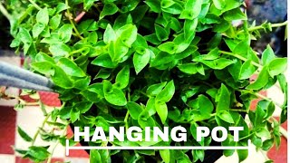 THE SOIL MIXTURE  FOR HANGING POTS //GARDENING AND CRAFTY