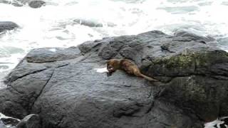 Otter eating fish on Rocks 22 July 09