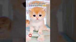 i am ill do u still love me | cute kitten whatsApp status 😽