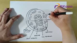 How to Draw a Animal Cell : A Beginner's Guide