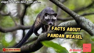 5 Interesting Pandan Weasel Facts, Unique facts you don't know yet…