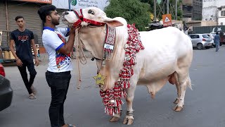 UDF CATTLE FARM'S BULL HUSN E JANA I QURBANI 2023