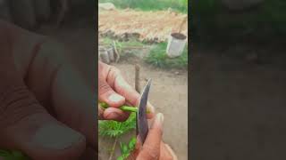 আমরা গাছের কলম #shot video