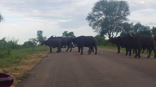 Rare video of buffaloes mating in Kruger park