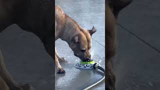 Pitbull vs sprinkler #puppy #water