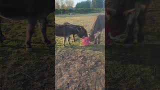 Donkey Toy