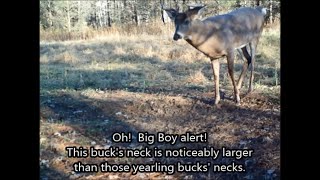 Pre & Mid Rut Activity at the Community Ground Scrape  Nov 2015