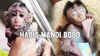 Pintar Banget Bayi Monyet Milo Habis Mandi Langsung Minta Bobo.