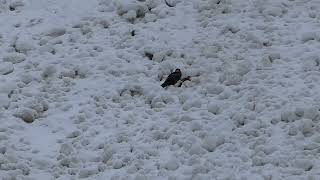 Steinadler attackiert Bartgeier - Adler macht Bartgeier Beute streitig (Natur: Nr. 18)