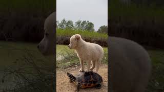 These dogs learned to ride turtles.