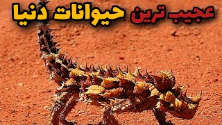 عجیب ترین حیوانات دنیا|حیوانات خارق العاده ای که وجودشون باورکردنی نیست 🤯