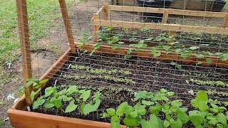 After A Cool Spring Rain - A NORTH TEXAS GARDEN