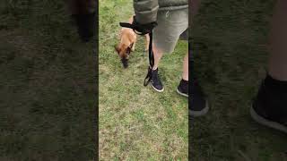 Park walk with Belgian Malinois puppy 🐶