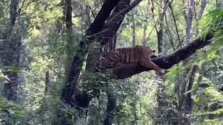 Rare footage of tiger climbing a tree at Ranthambore-October 2020