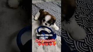 #One month to One year transformation #pets #petlover #like #cute #song #views #sowjanyatlm #shorts