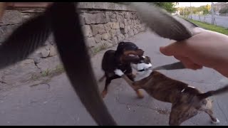 Pitbull terrier se hace respetar cuando un Poderoso rottweiler lo ataca