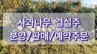 사과나무(루비에스,미야비부사,기둥왜성사과) 분양 판매 소식